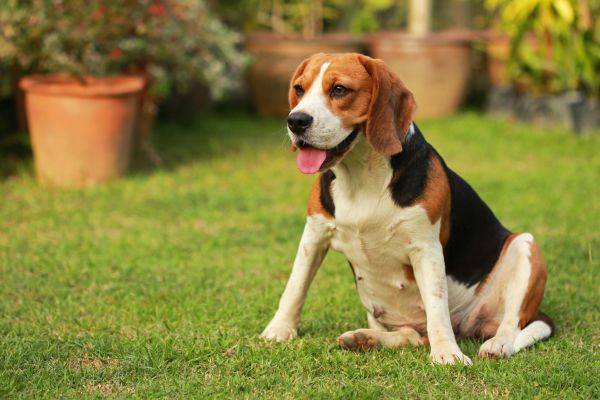 Dog Friendly Landscaping in Torrance