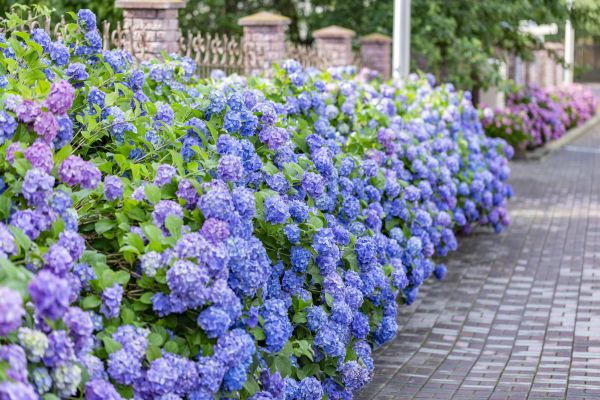 Hydrangea Landscaping in Torrance