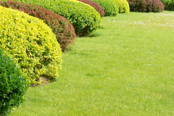 Shrubbery Planting in Torrance