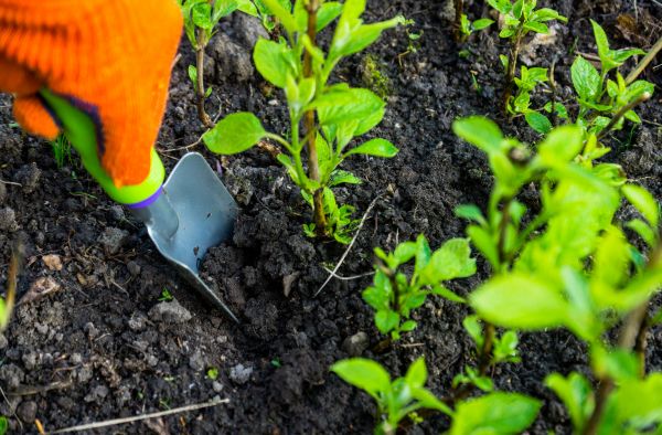 Hydrangea Planting in Torrance