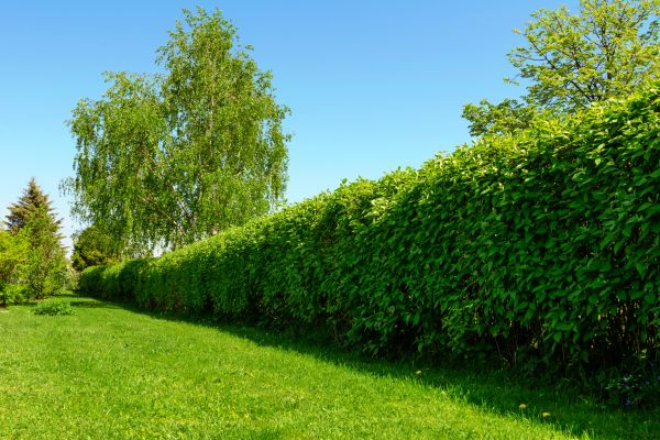 Hedge Replacement in Torrance