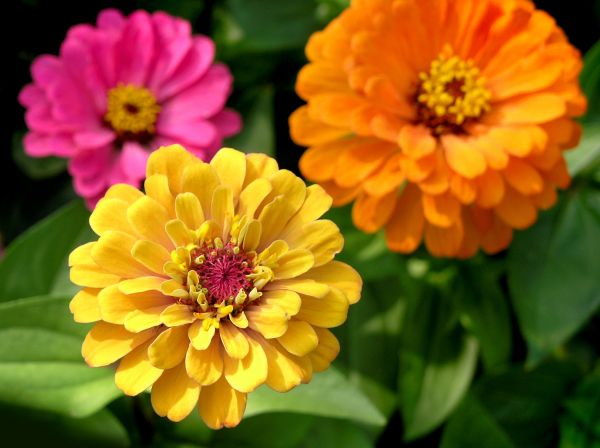 Zinnia Planting in Torrance