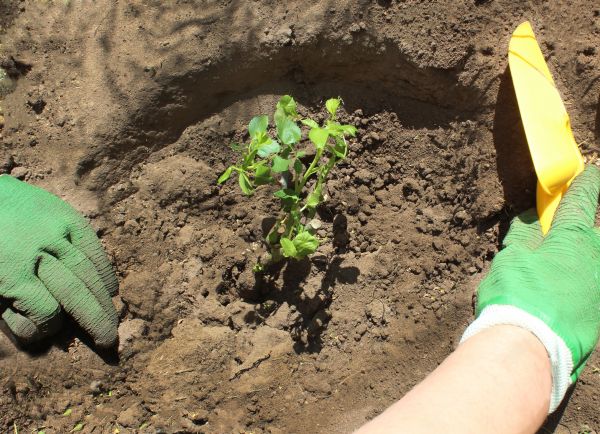 Rose Bush Planting in Torrance