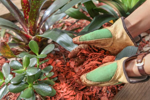 Residential Mulching in Torrance