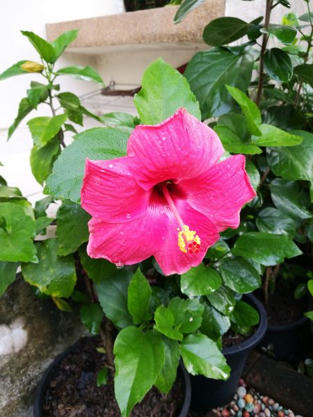 Hibiscus Planting in Torrance
