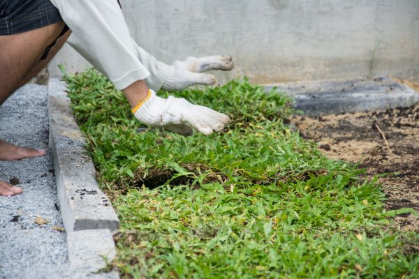 Ground Cover Planting in Torrance