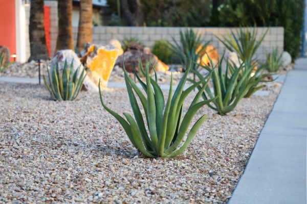 Drought Resistant Landscaping in Torrance