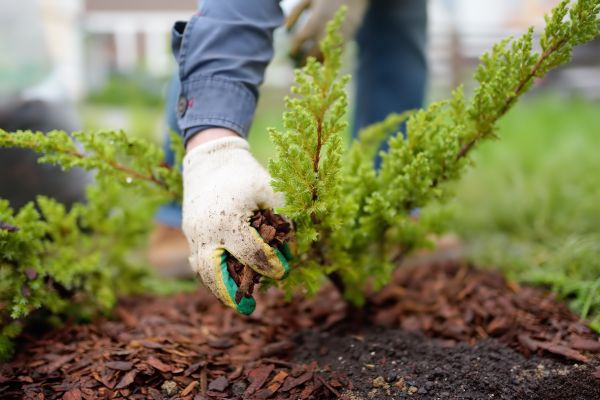 Church Mulching in Torrance