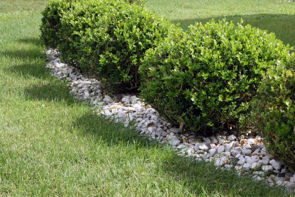Boxwood Planting in Torrance