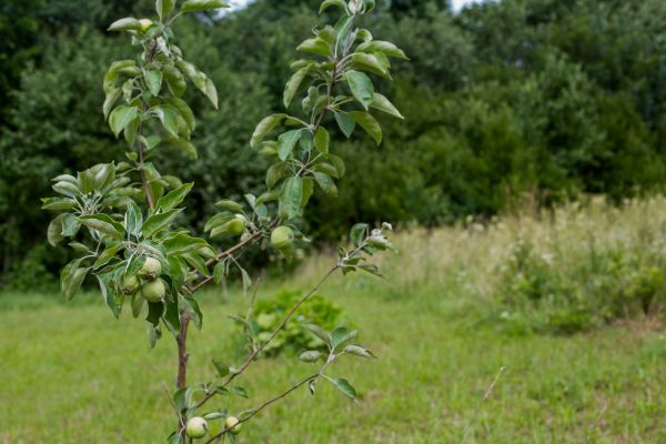 Apple Tree Planting in Torrance
