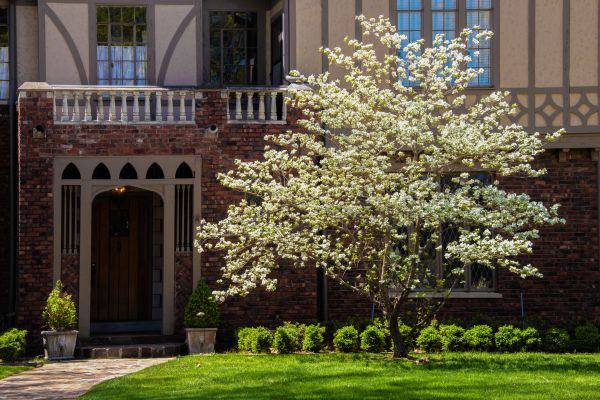 Dogwood Tree Planting in Torrance