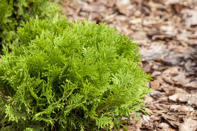 Cedar Mulch Installation